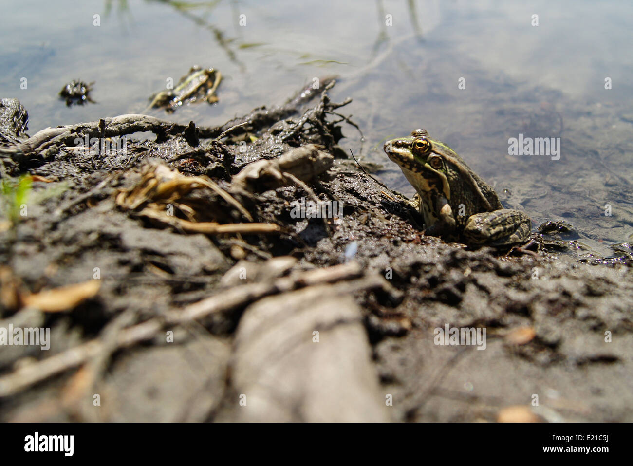 frogs with a bright color under the hot sun at a bog Stock Photo