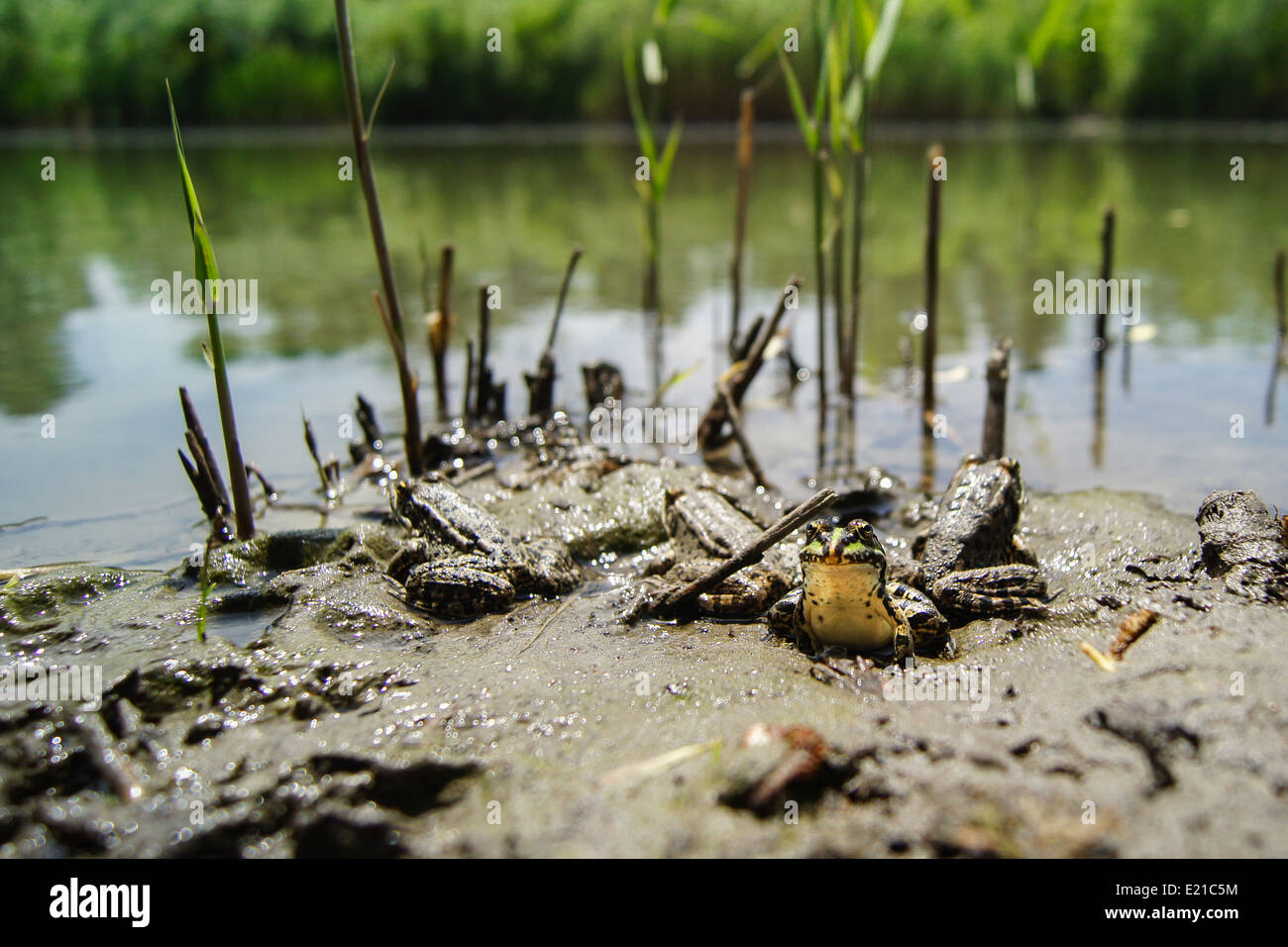 frogs with a bright color under the hot sun at a bog Stock Photo
