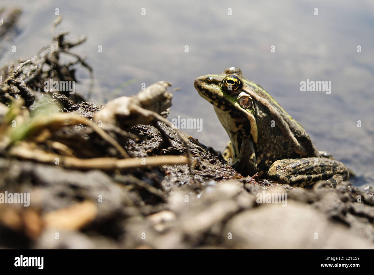 frog with a bright color under the hot sun at a bog Stock Photo