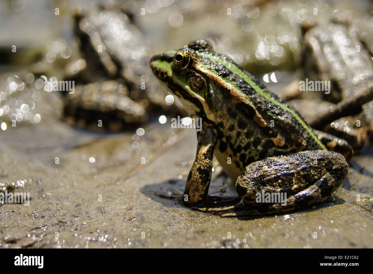 frog with a bright color under the hot sun at a bog Stock Photo