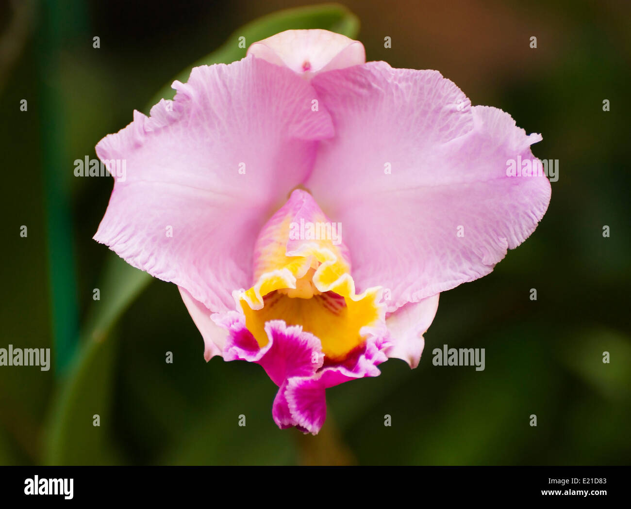 Violet orchid blossom, Cattleya relatives Stock Photo