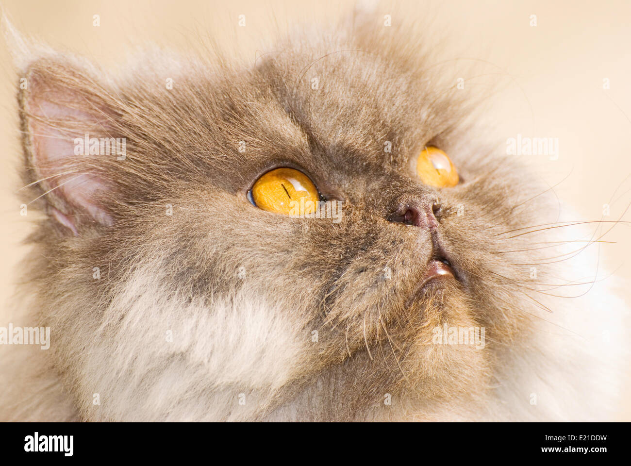 Concentrate Stock Photo