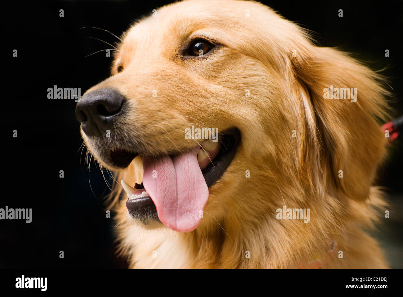 Golden Retriever stick its tongue out Stock Photo - Alamy