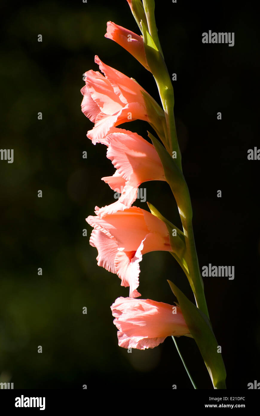 Gladiolus, a sword-leaved cymbidium Stock Photo