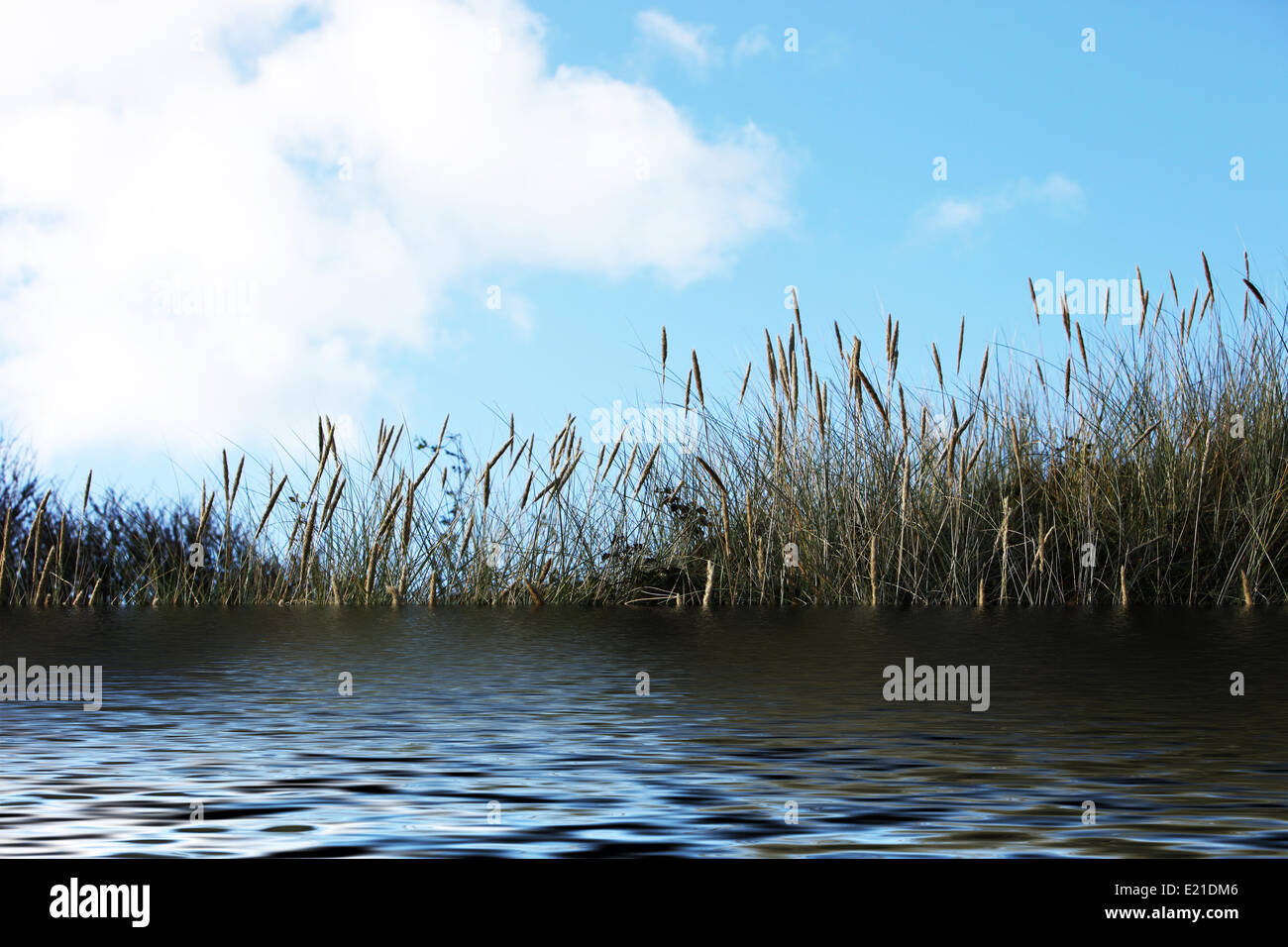 Sea Of Reeds High Resolution Stock Photography and Images Alamy