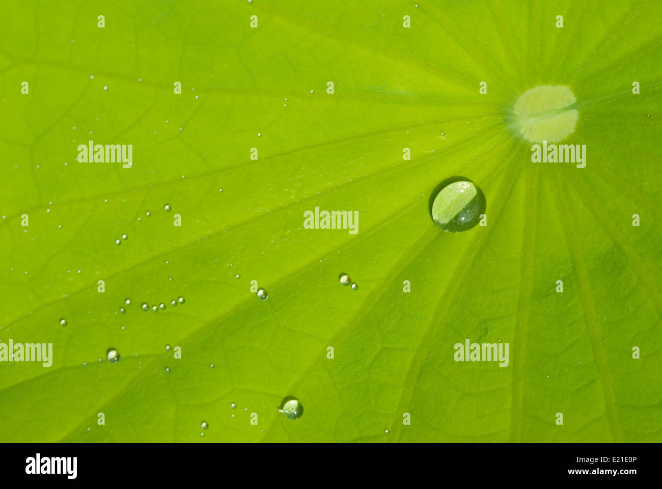 leaf of waterlily with dew Stock Photo - Alamy