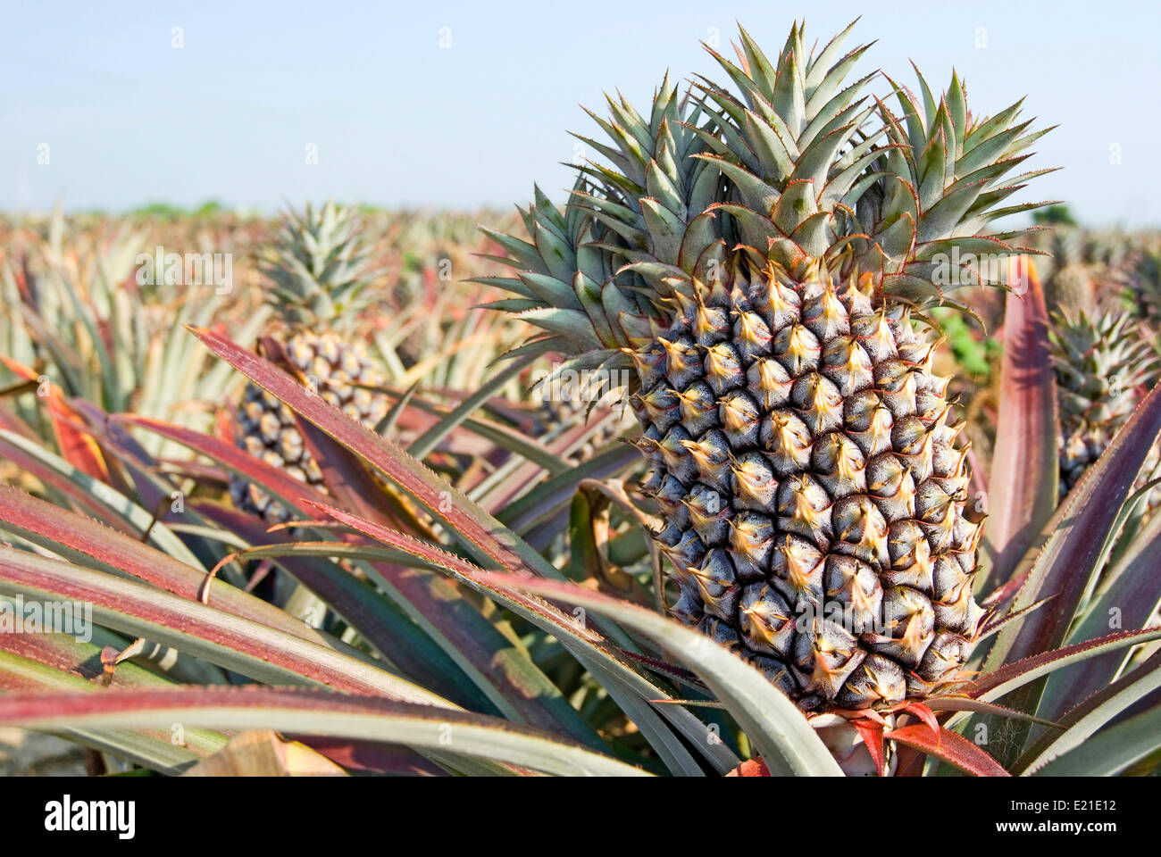 Pineapple Tropical Fruit Stock Photo Alamy