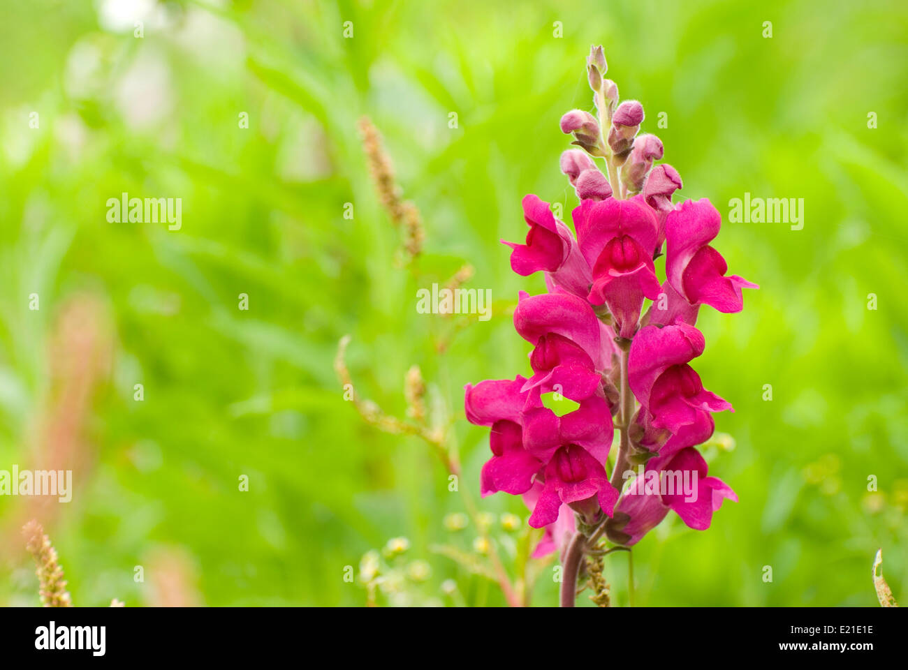 red snapdragon flower in wild Stock Photo - Alamy