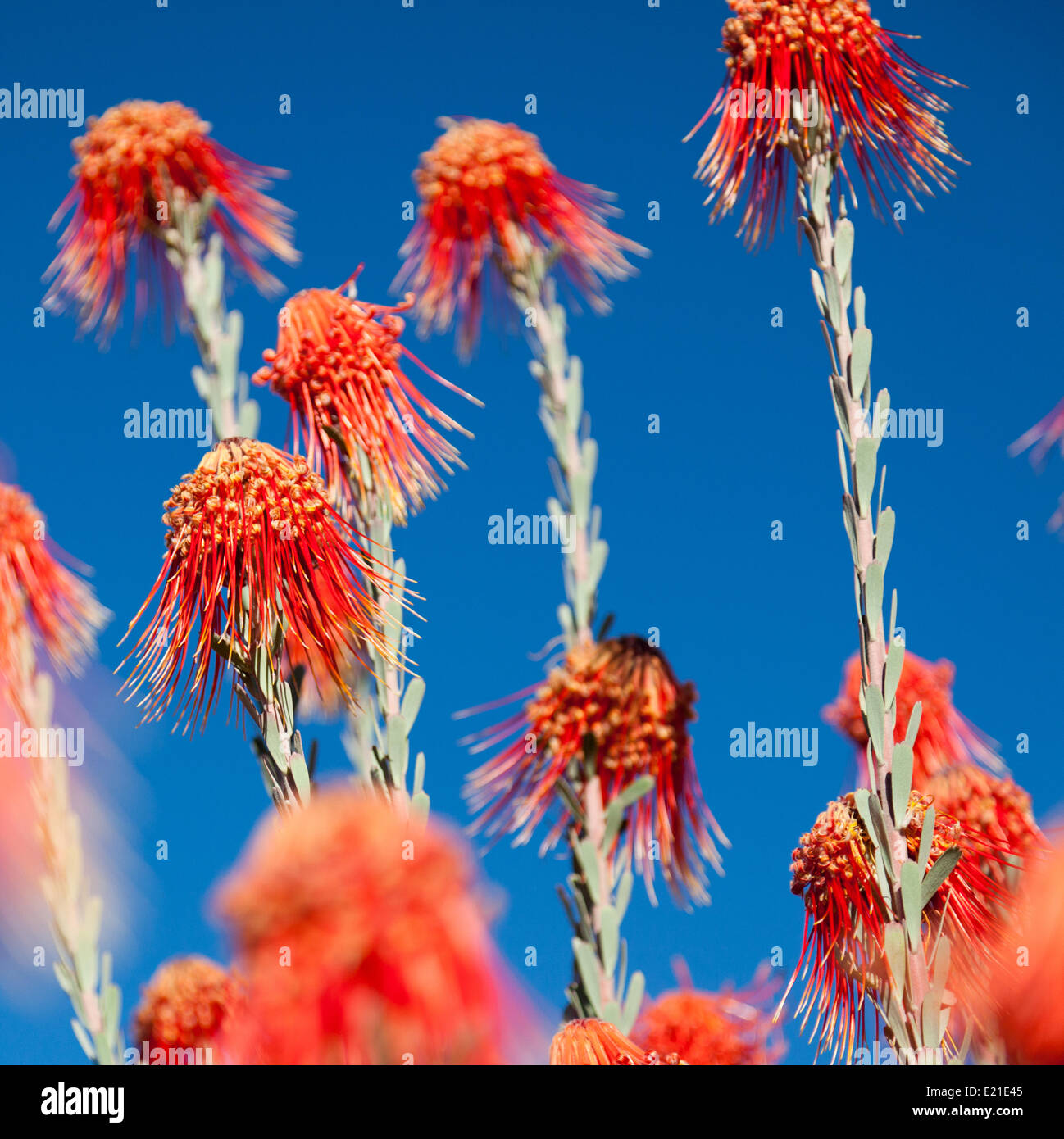 Desert plant africa hi-res stock photography and images - Alamy