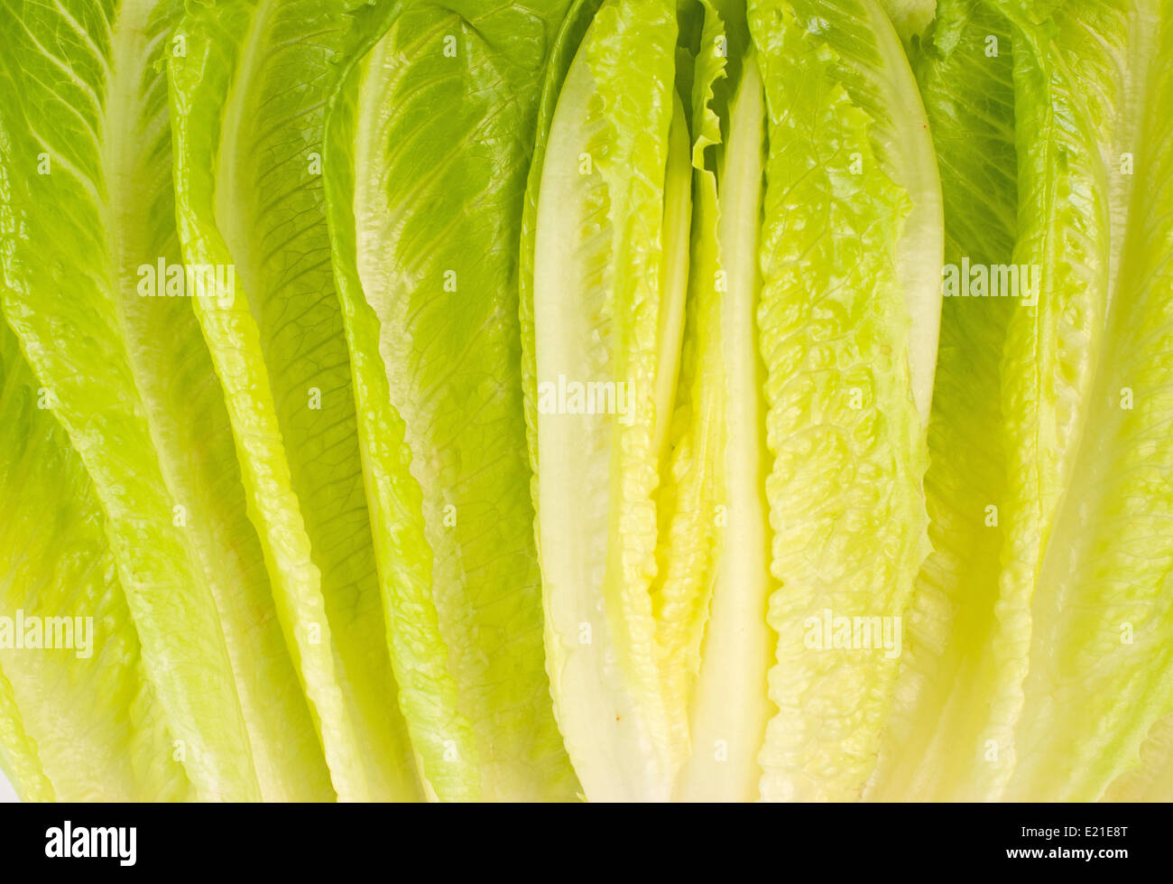 Lettuce vegetable Stock Photo Alamy
