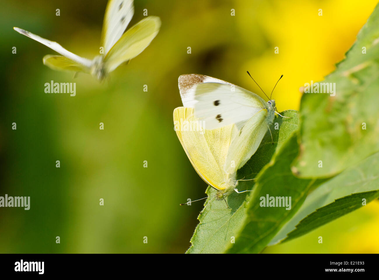 White butterfly mating Stock Photo Alamy