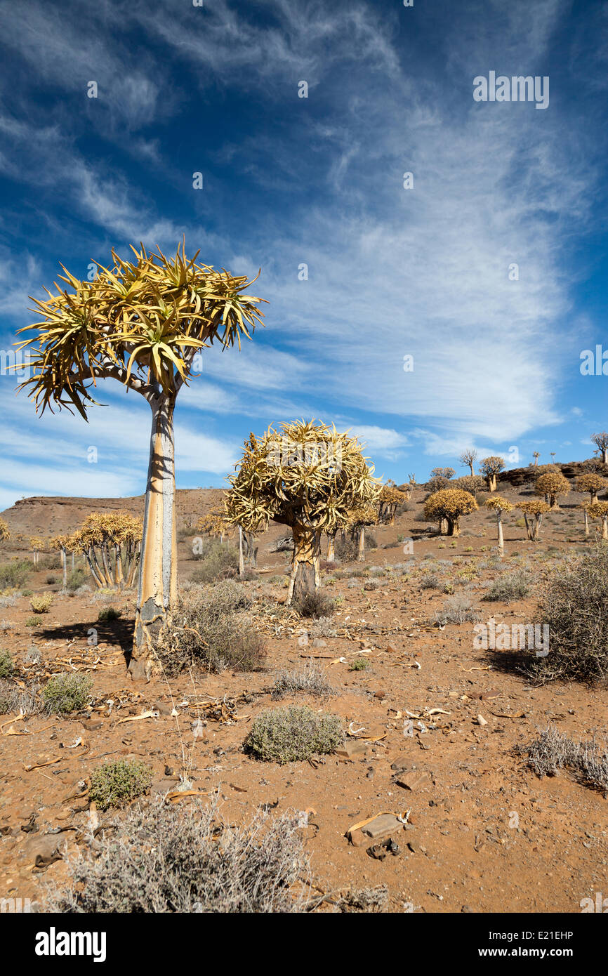 rare quiver trees in South Africa Stock Photo Alamy