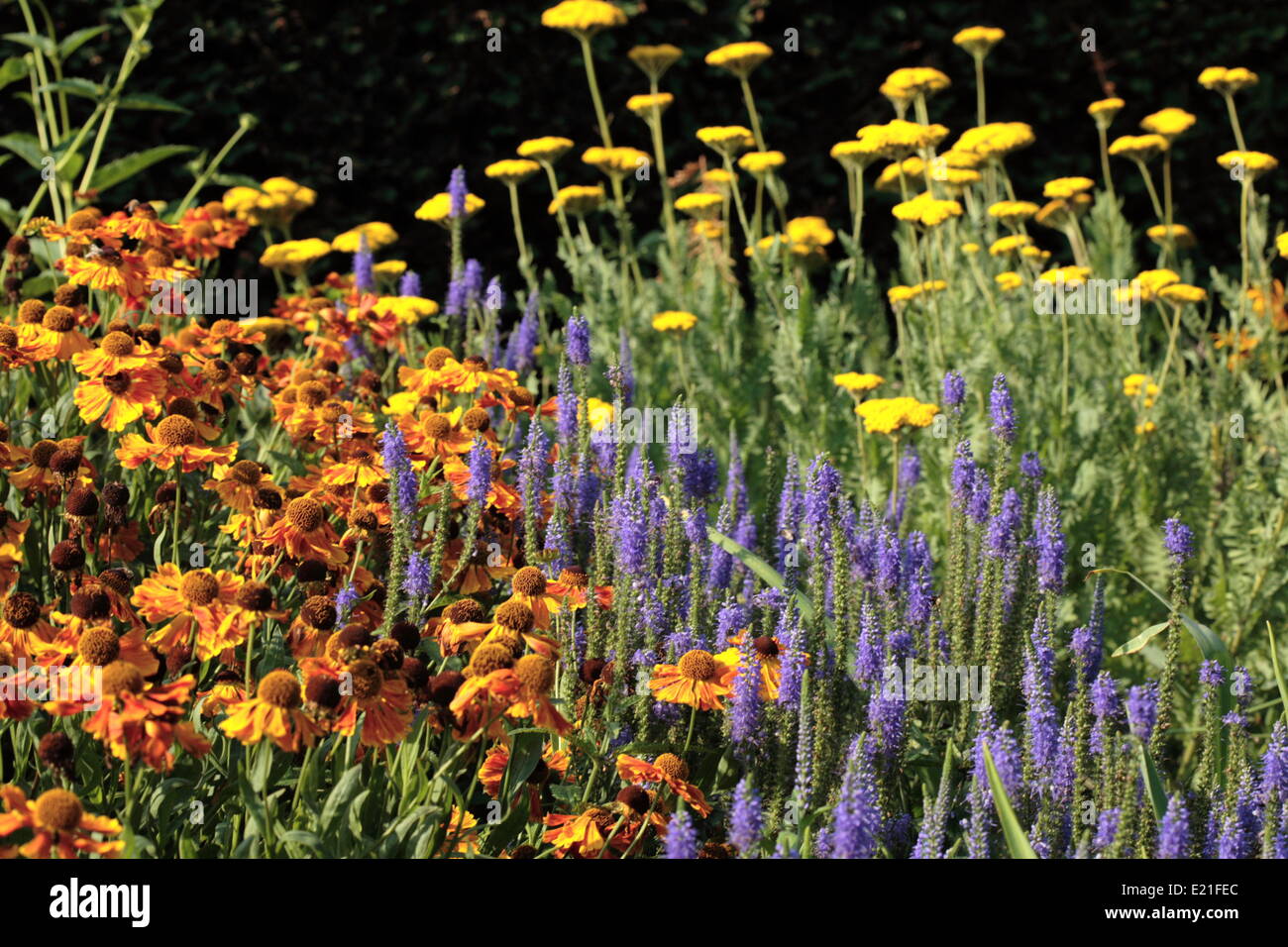Perennial garden Stock Photo