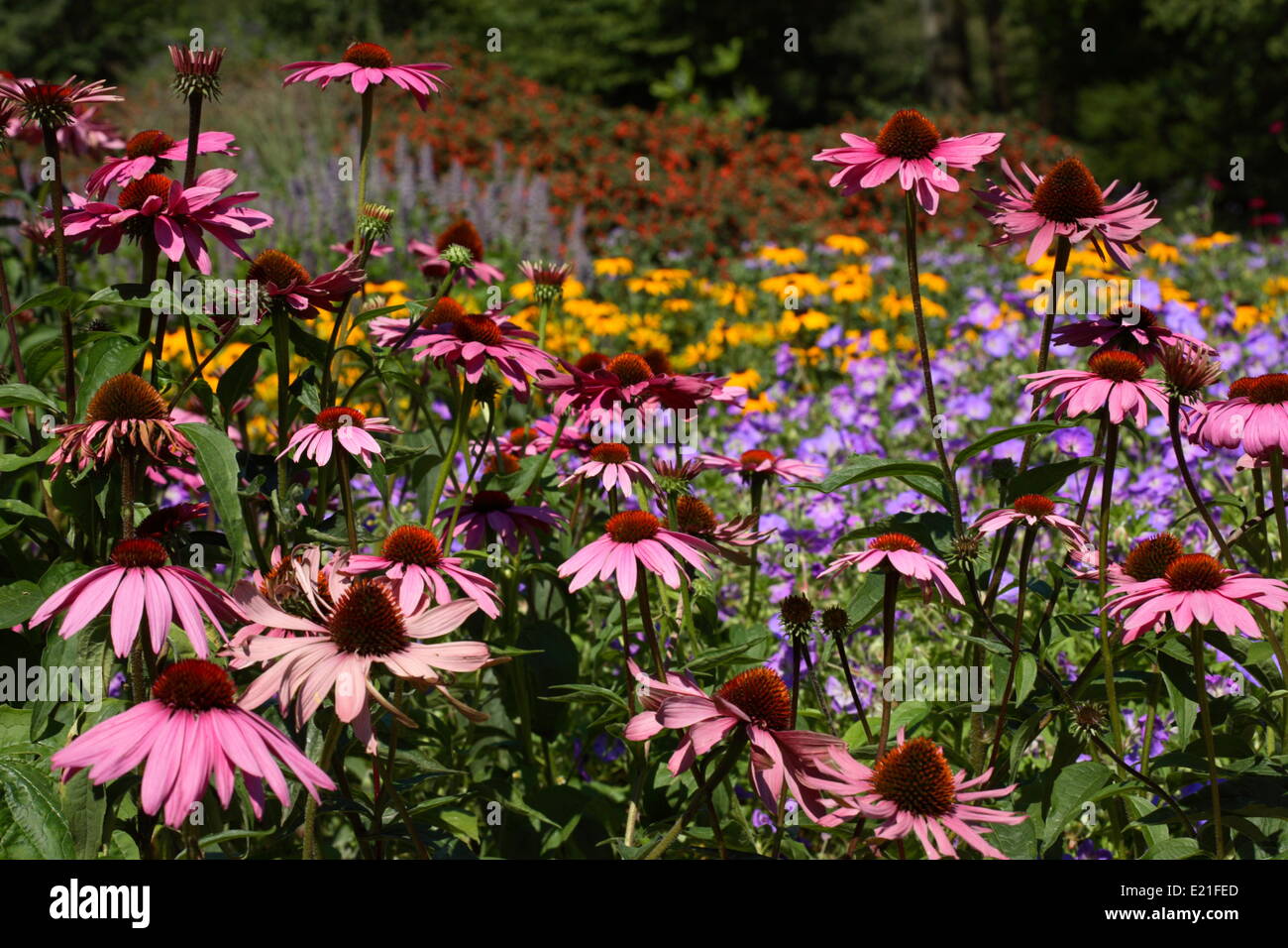 Purple Coneflower - Echinacea purpurea Stock Photo