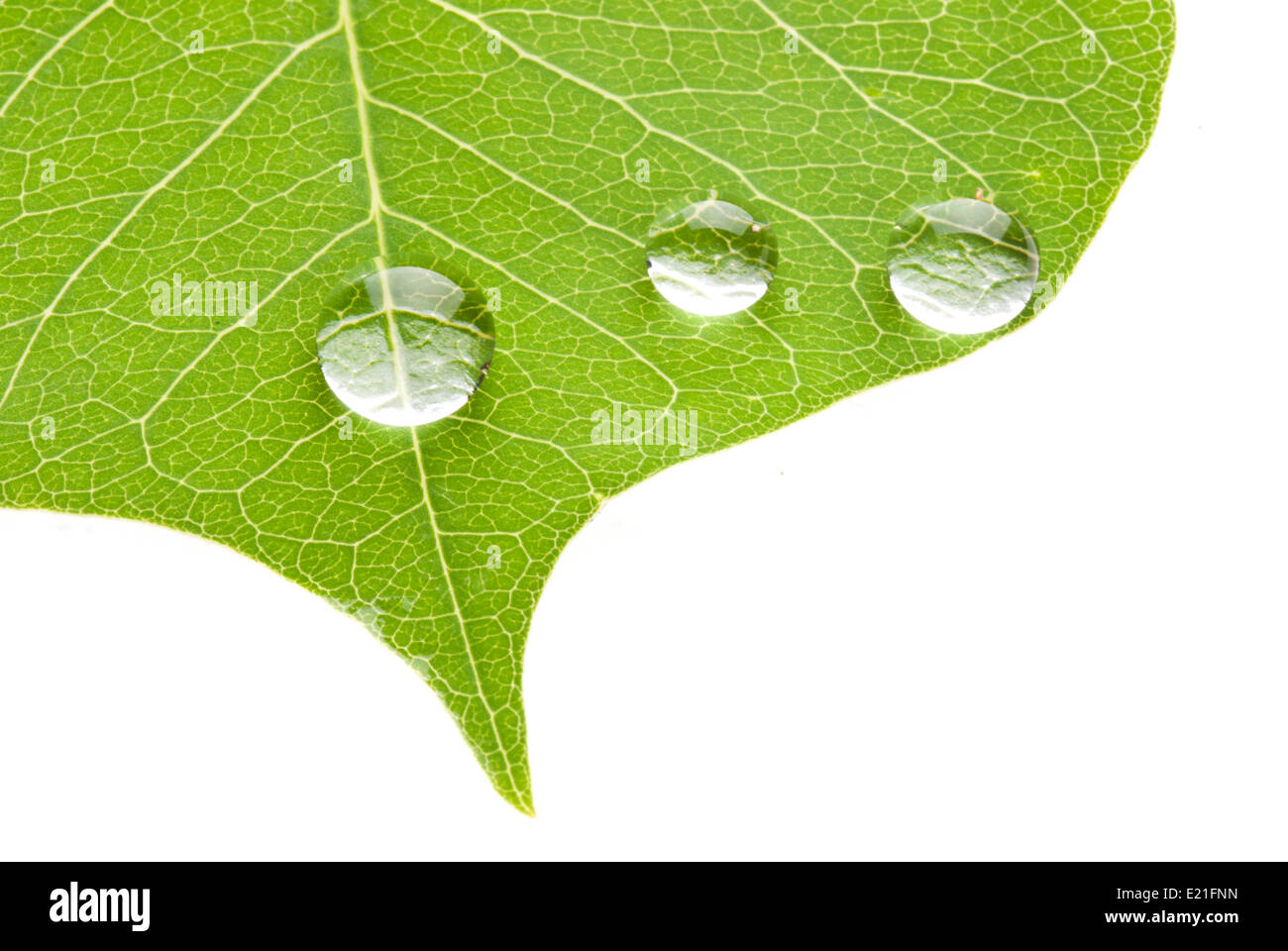 Green Leaf With Transparent Water Drop Stock Photo Alamy
