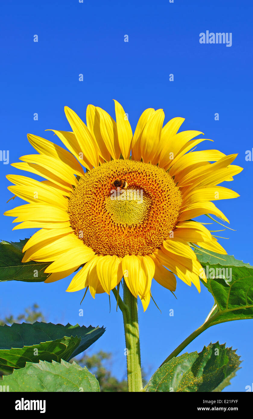 Sunflower and a cloudless Sky Stock Photo