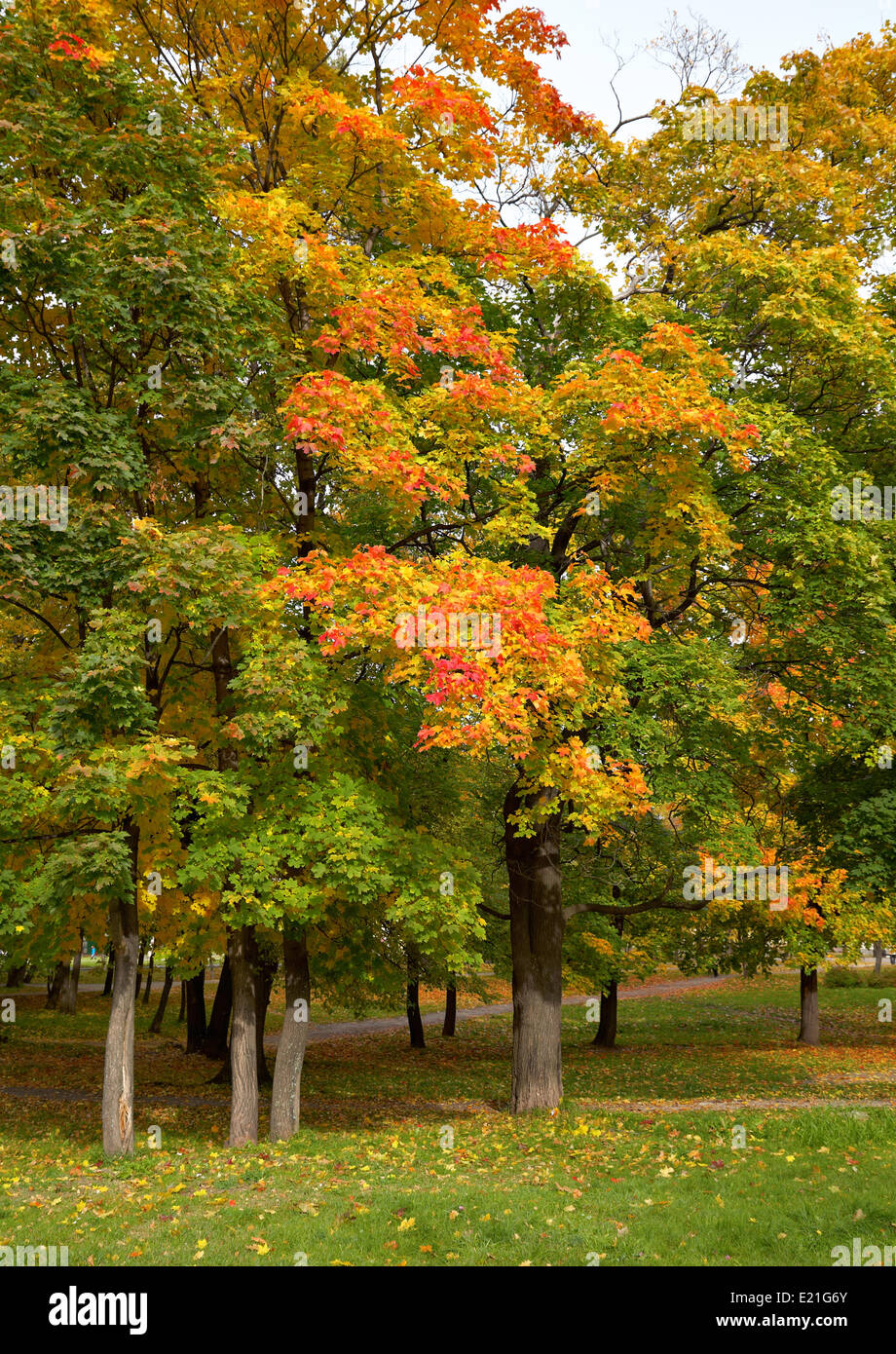 Fall in the Park Stock Photo - Alamy
