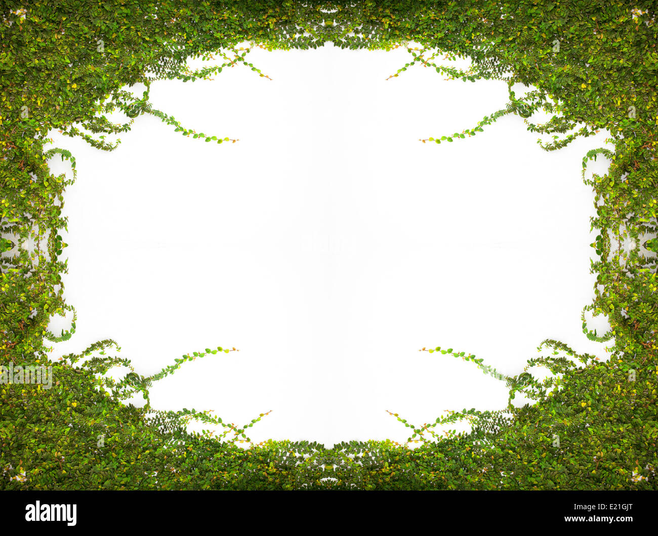 Frame The Green Creeper Plant on the Wall Stock Photo Alamy