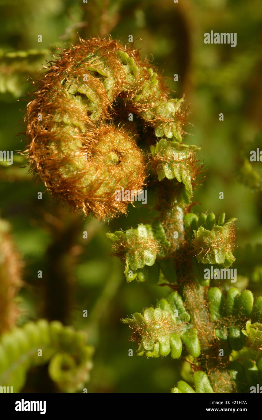 Male fern - Dryopteris filix-mas 'Barnesii' Stock Photo