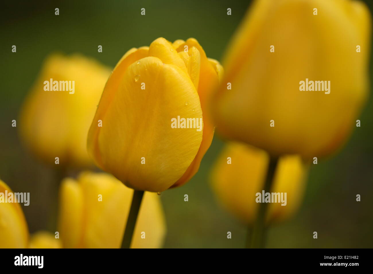 Darwin hybrid tulip 'Golden Apeldoorn' Stock Photo