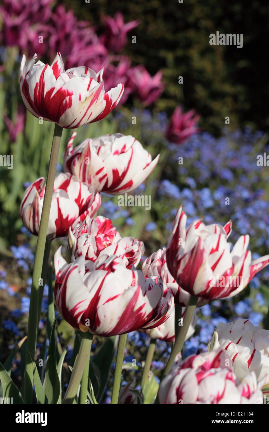 Double late tulip 'Carneval de Nice' Stock Photo