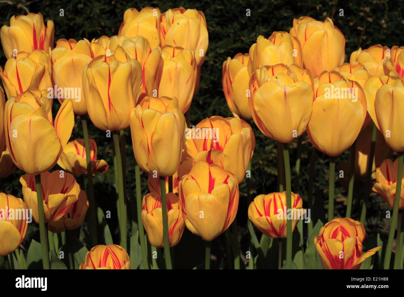 Darwin hybrid tulip 'Juliette' Stock Photo