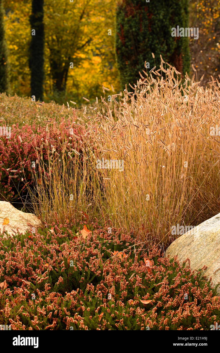 Blue grama grass - Bouteloua gracilis Stock Photo