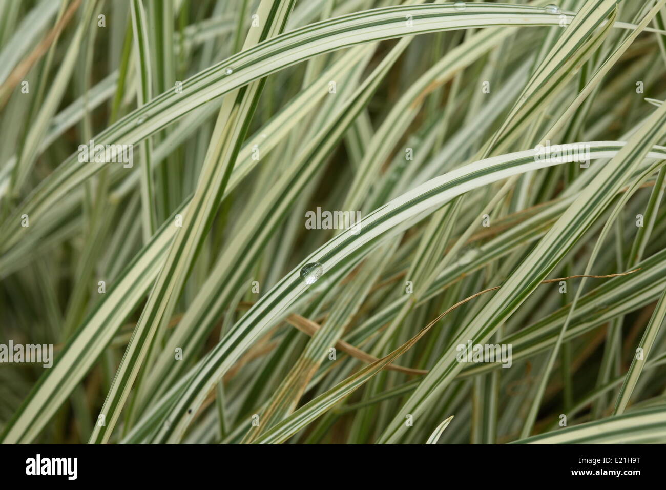 Bulbous oat grass 'Variegatum' Stock Photo