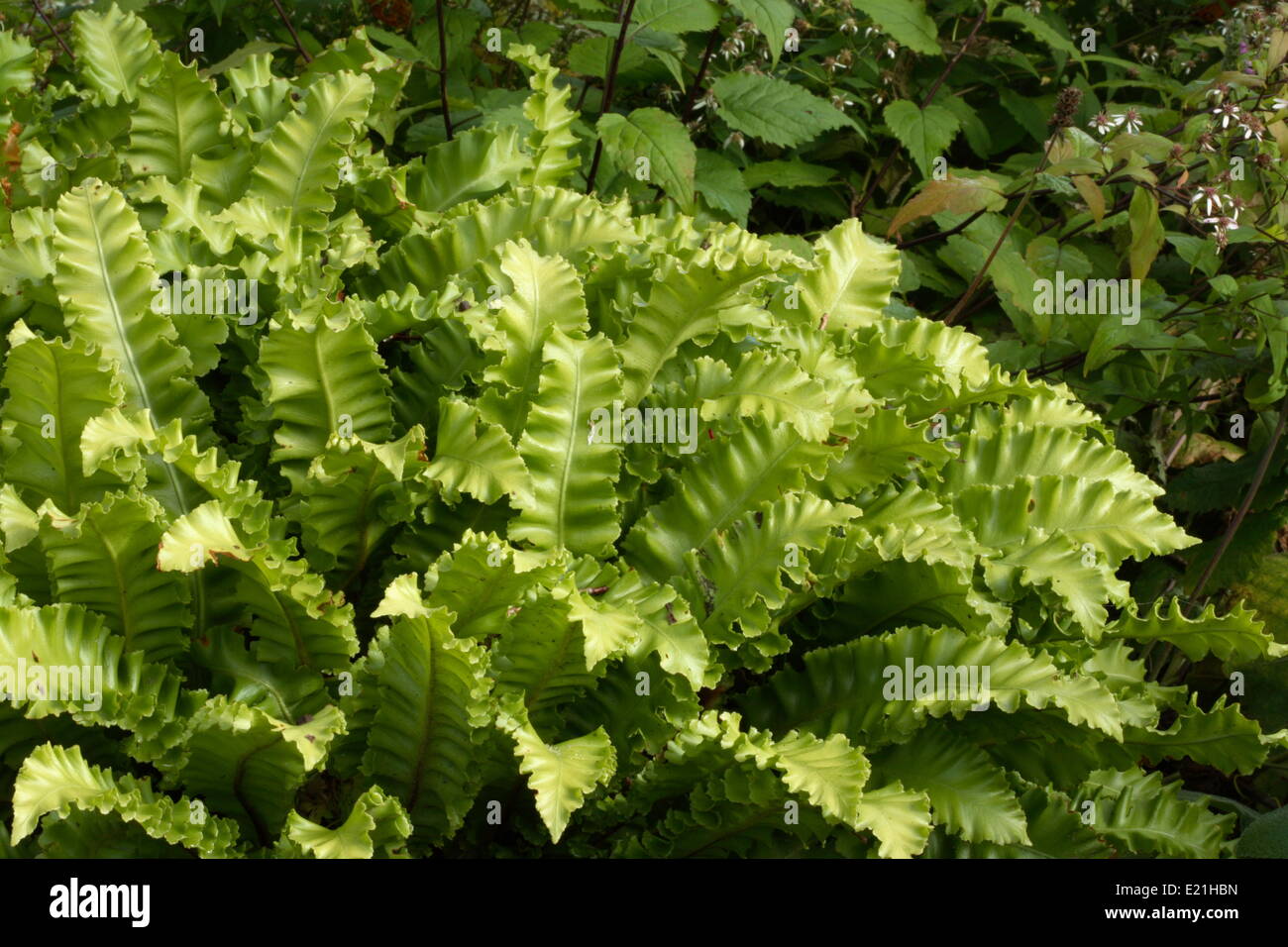 Hart's-tongue fern 'Undulatum' Stock Photo