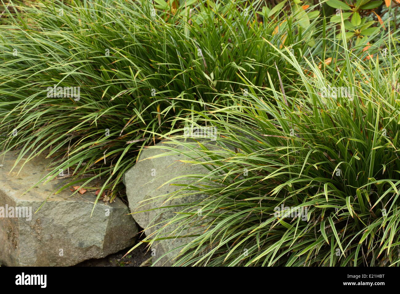 Morrow's sedge - Carex morrowii 'Variegata' Stock Photo