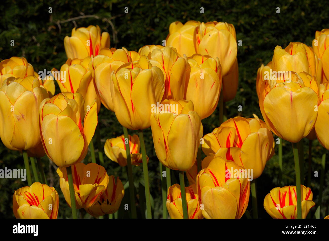 Darwin hybrid tulip 'Juliette' Stock Photo