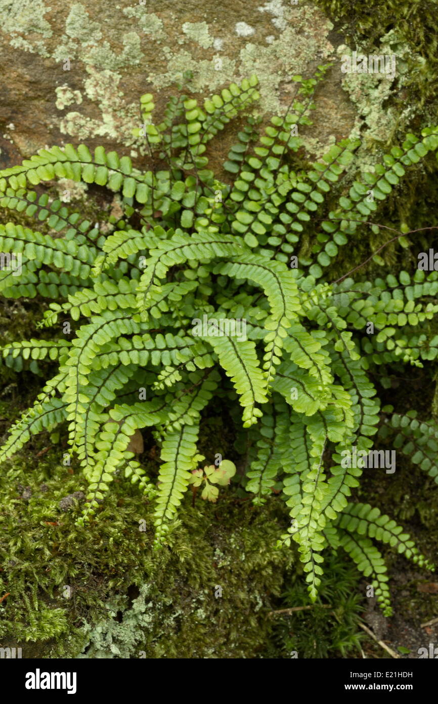 Maidenhair spleenwort - Asplenium trichomanes Stock Photo