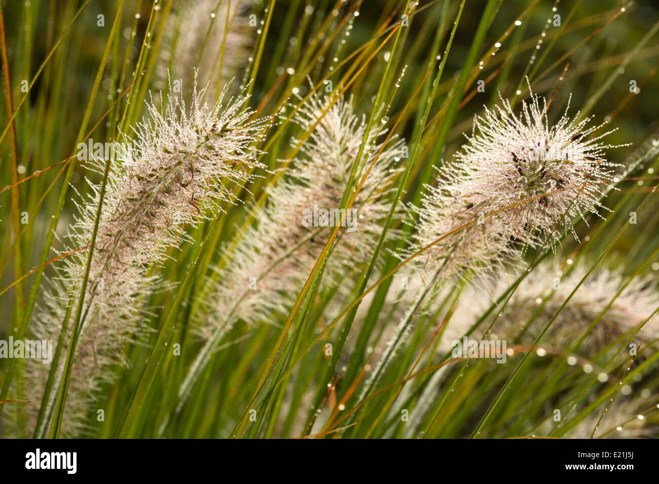 Fountaingrass - Pennisetum alopecuroides Stock Photo