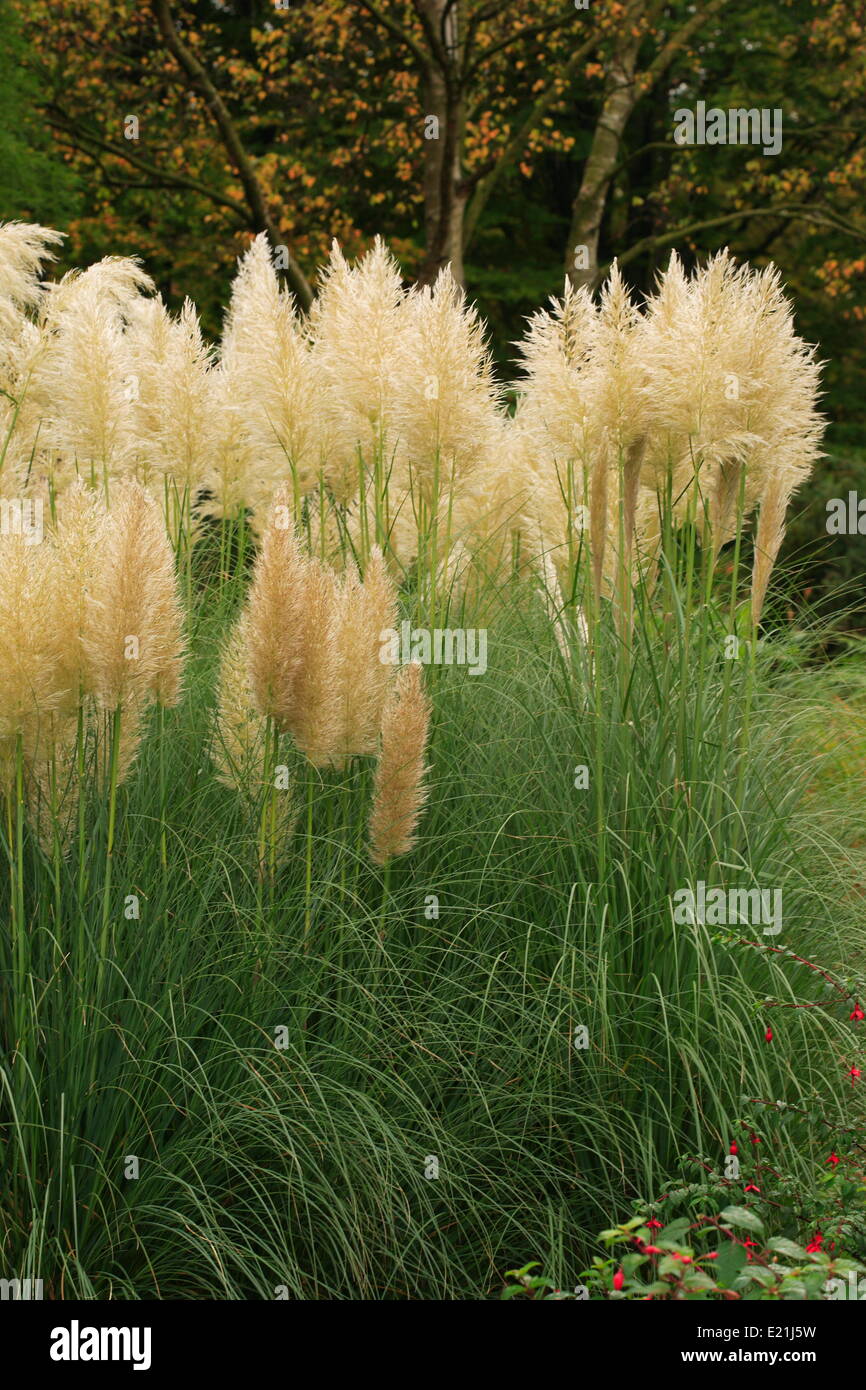 Pampas grass - Cortaderia selloana Stock Photo