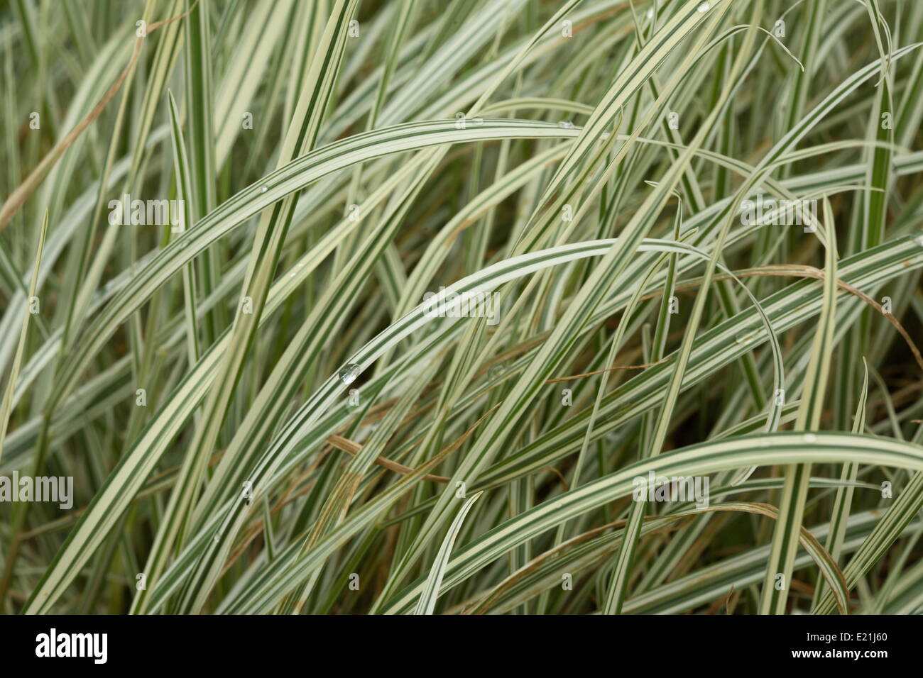 Bulbous oat grass 'Variegatum' Stock Photo