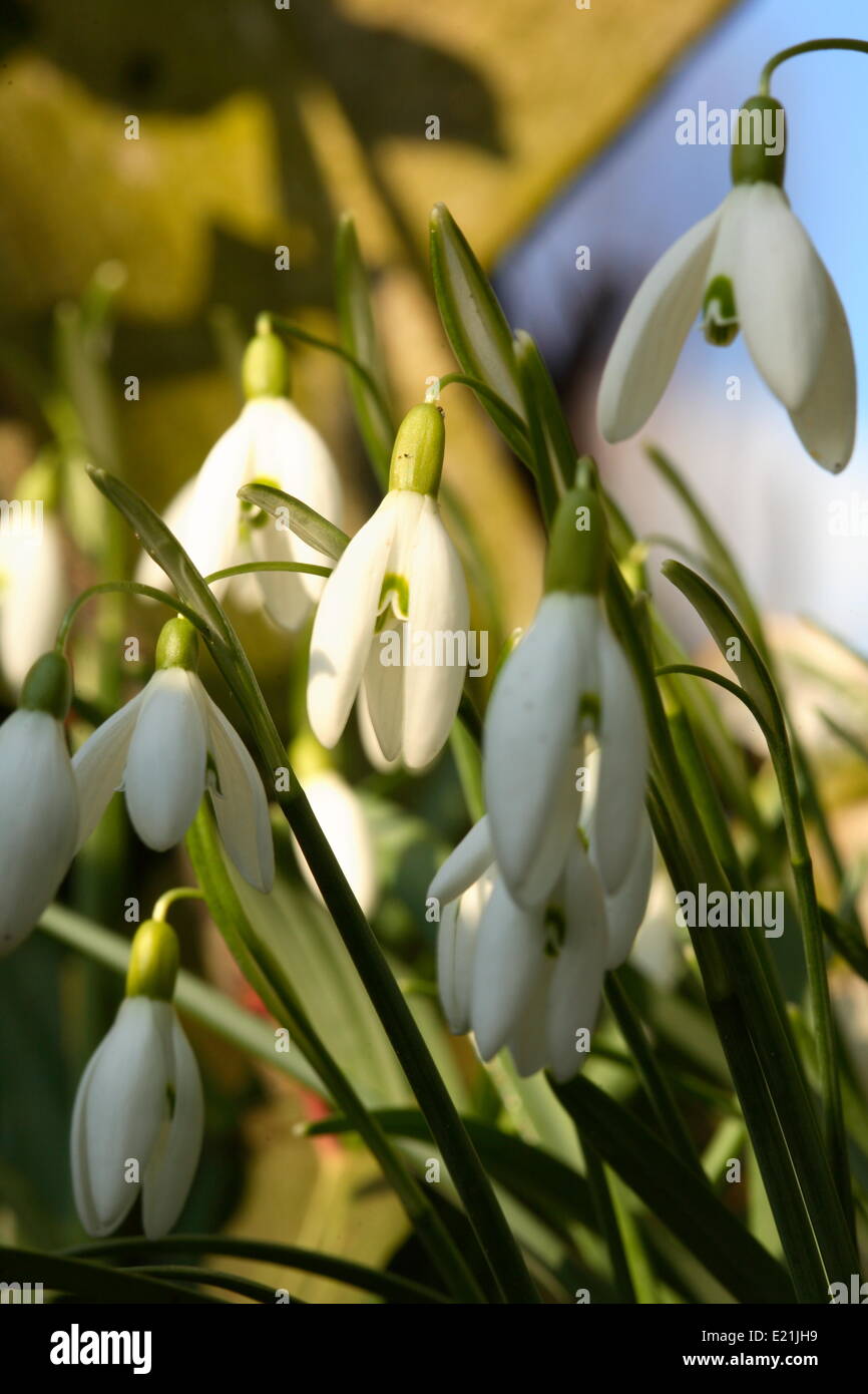 Snowdrop - Galanthus nivalis Stock Photo