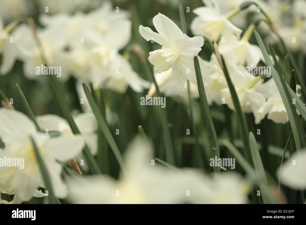 Daffodil - Narcissus triandrus 'Thalia' Stock Photo