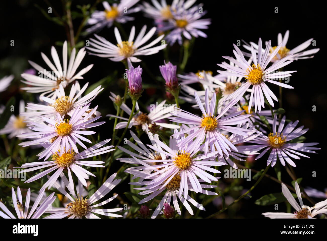 Aster pyrenaeus 'Lutetia' Stock Photo Alamy
