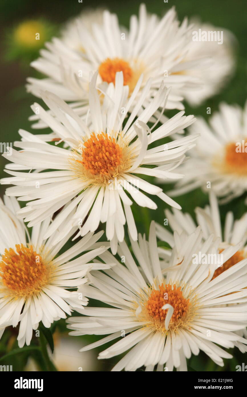 New England Aster 'Herbstschnee' Stock Photo