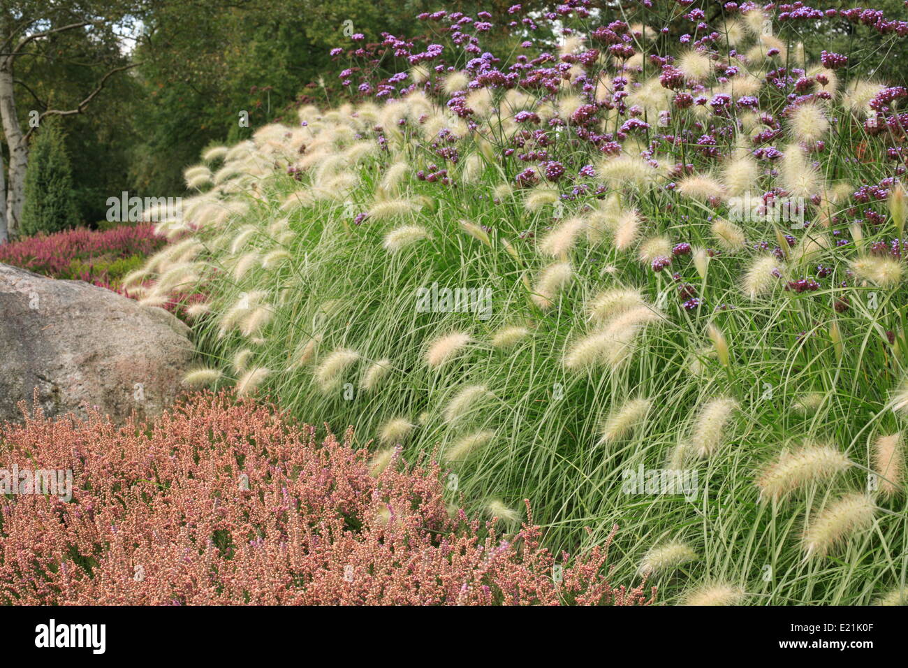 Feathertop grass - Pennisetum villosum Stock Photo
