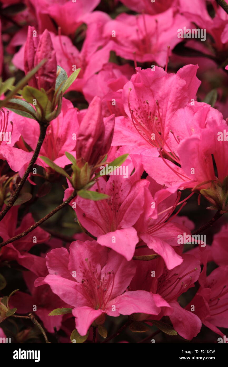 Japanese Azalea 'Favorite' Stock Photo