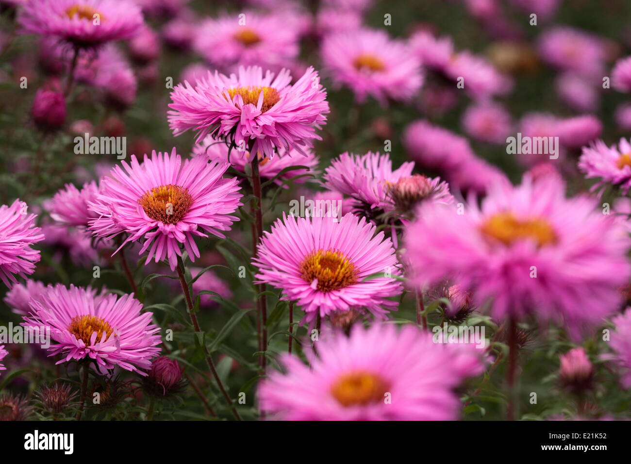 New England Aster 'Barrs Pink' Stock Photo