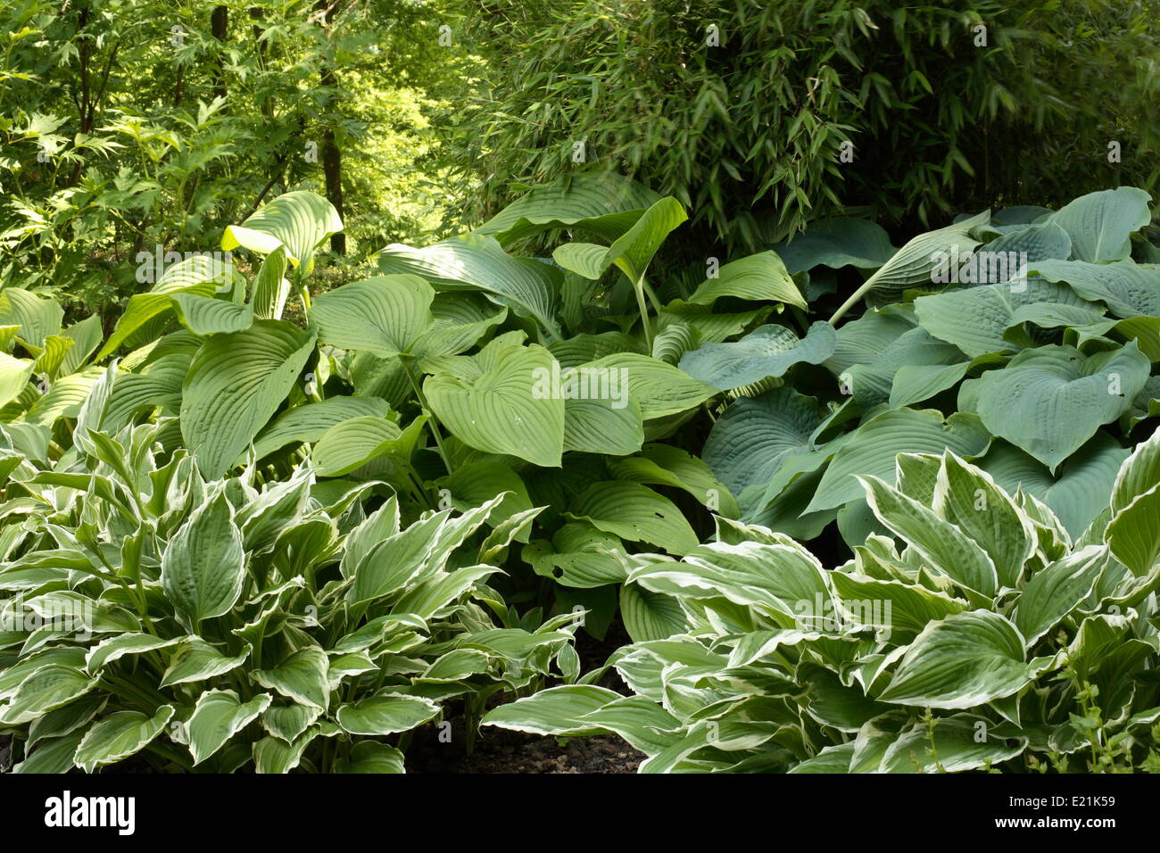 Hosta Stock Photo