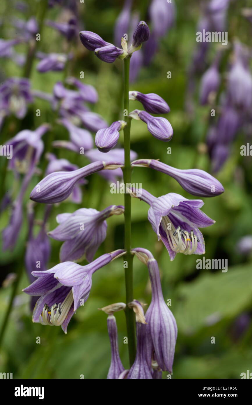 Hosta montana Stock Photo