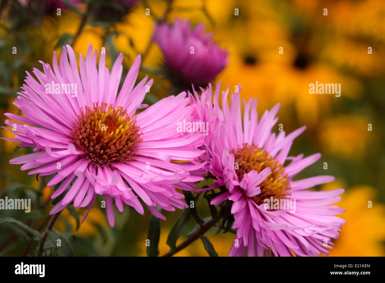 New England Aster 'Barrs Pink' Stock Photo