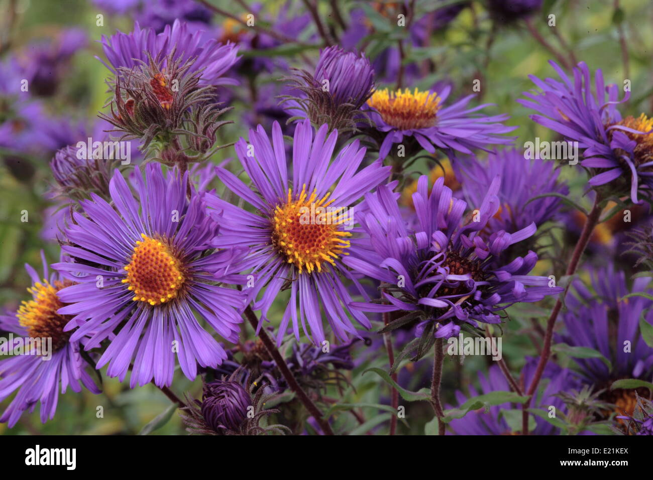 New England Aster 'Violetta' Stock Photo