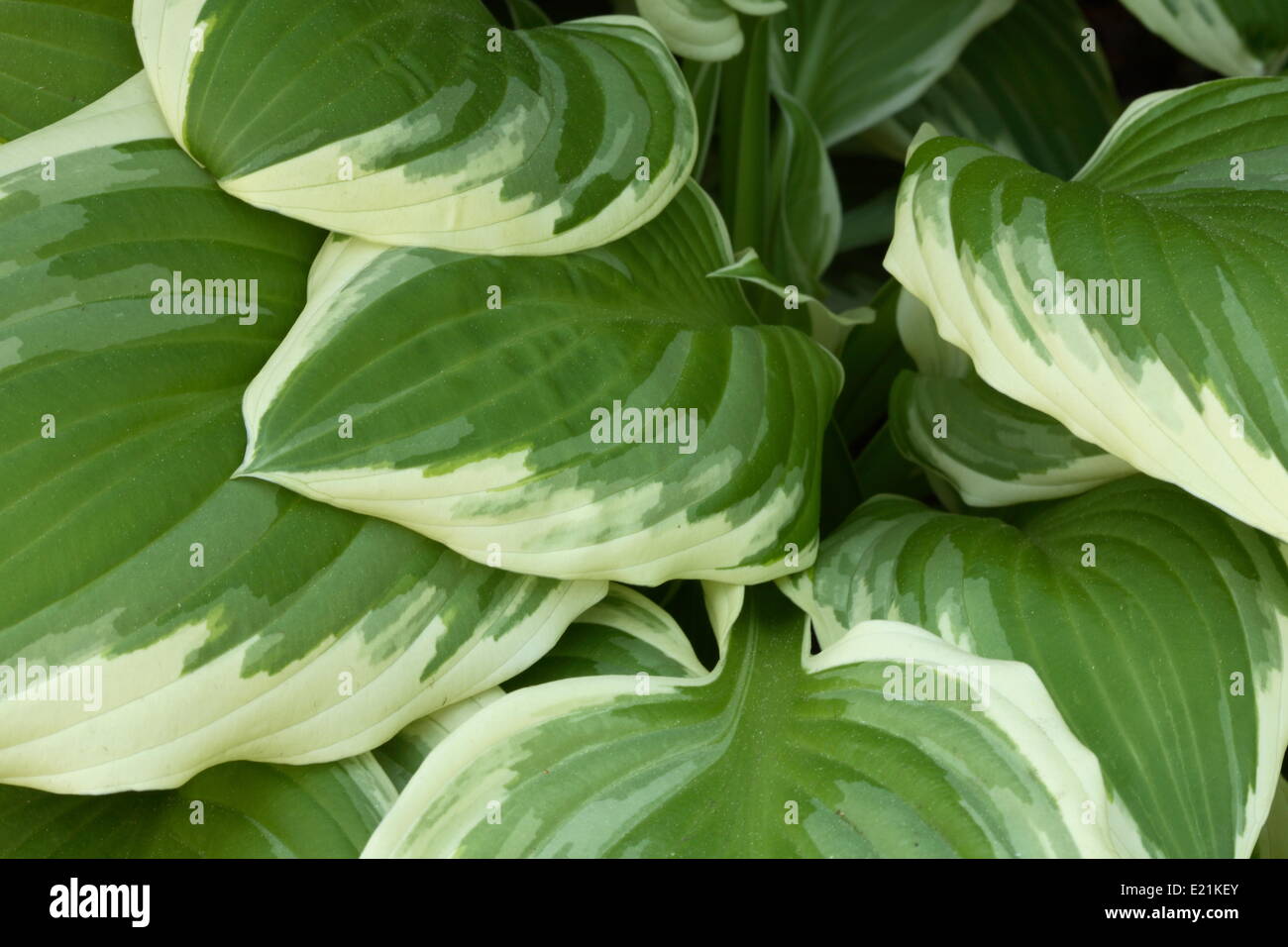 Hosta Stock Photo