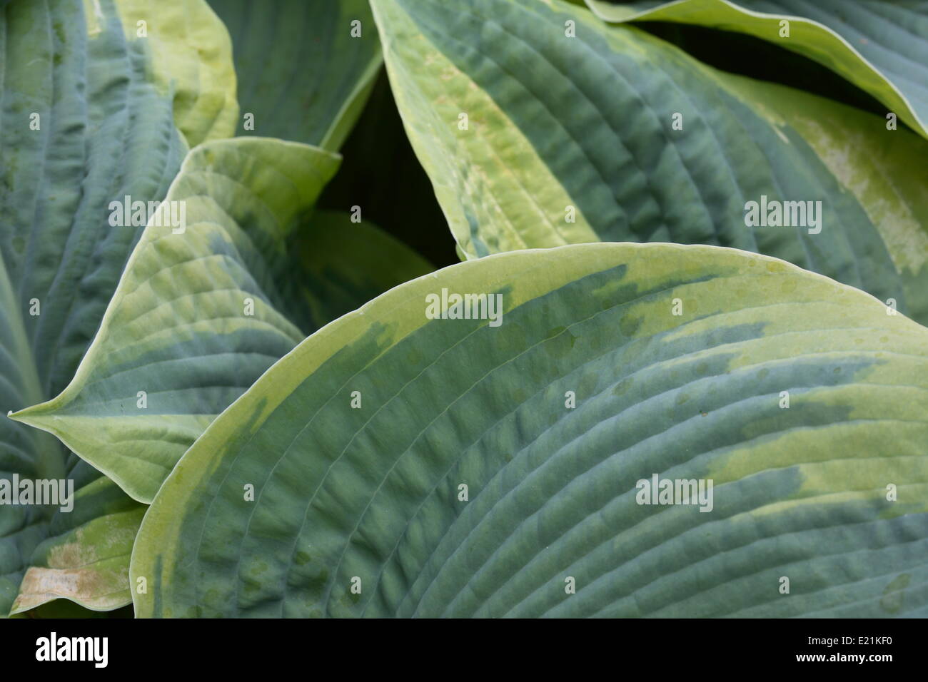 Hosta Stock Photo