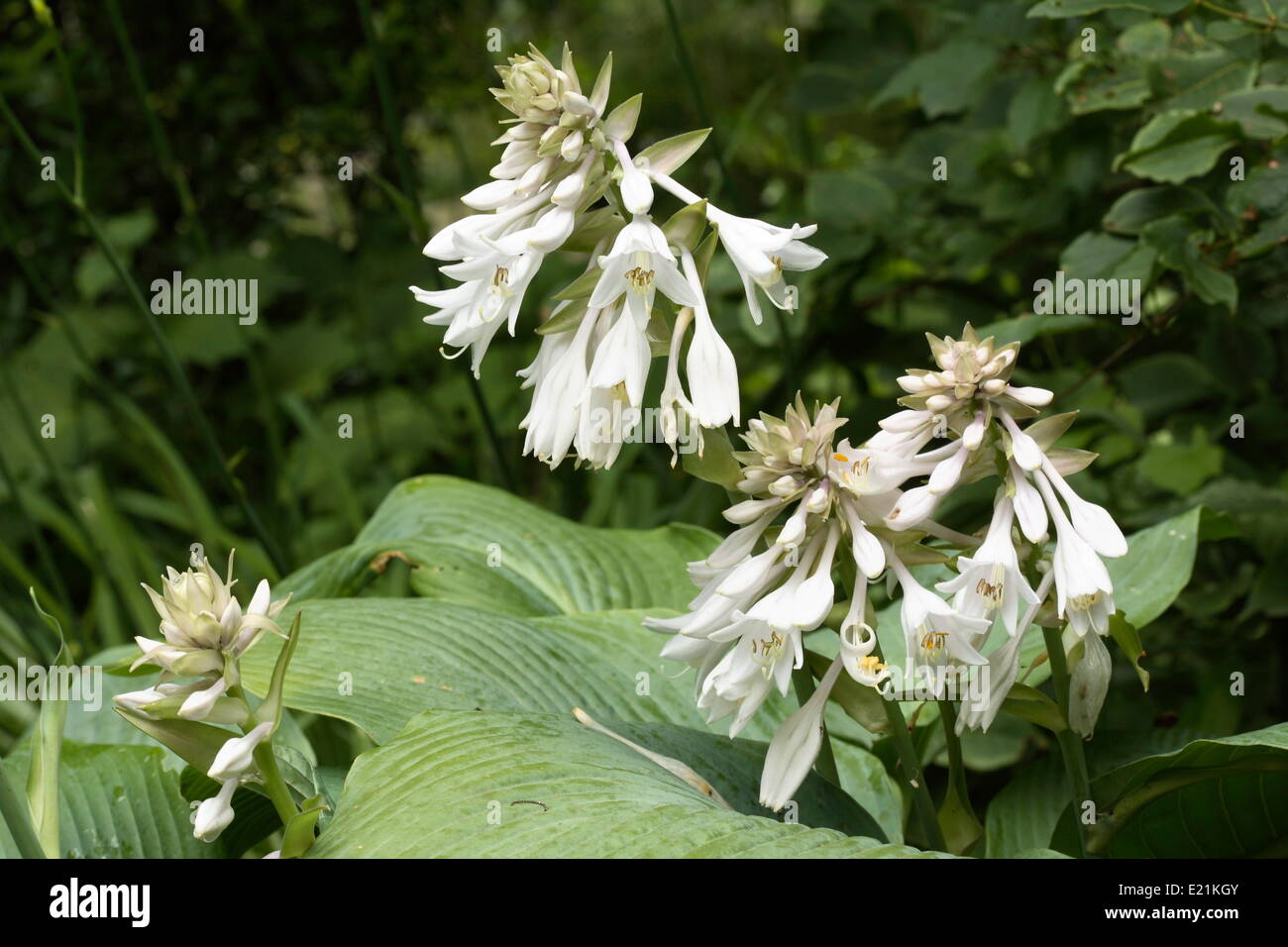 Hosta Stock Photo