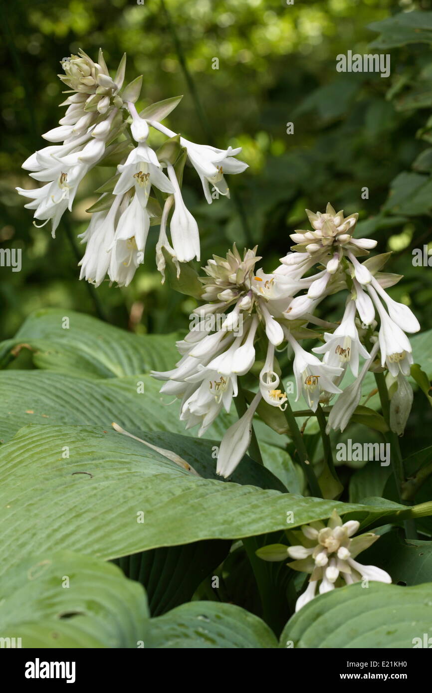 Hosta Stock Photo